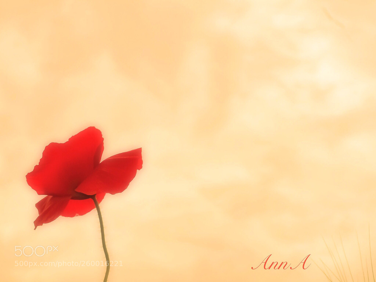 Olympus OM-D E-M10 II sample photo. Poppy photography