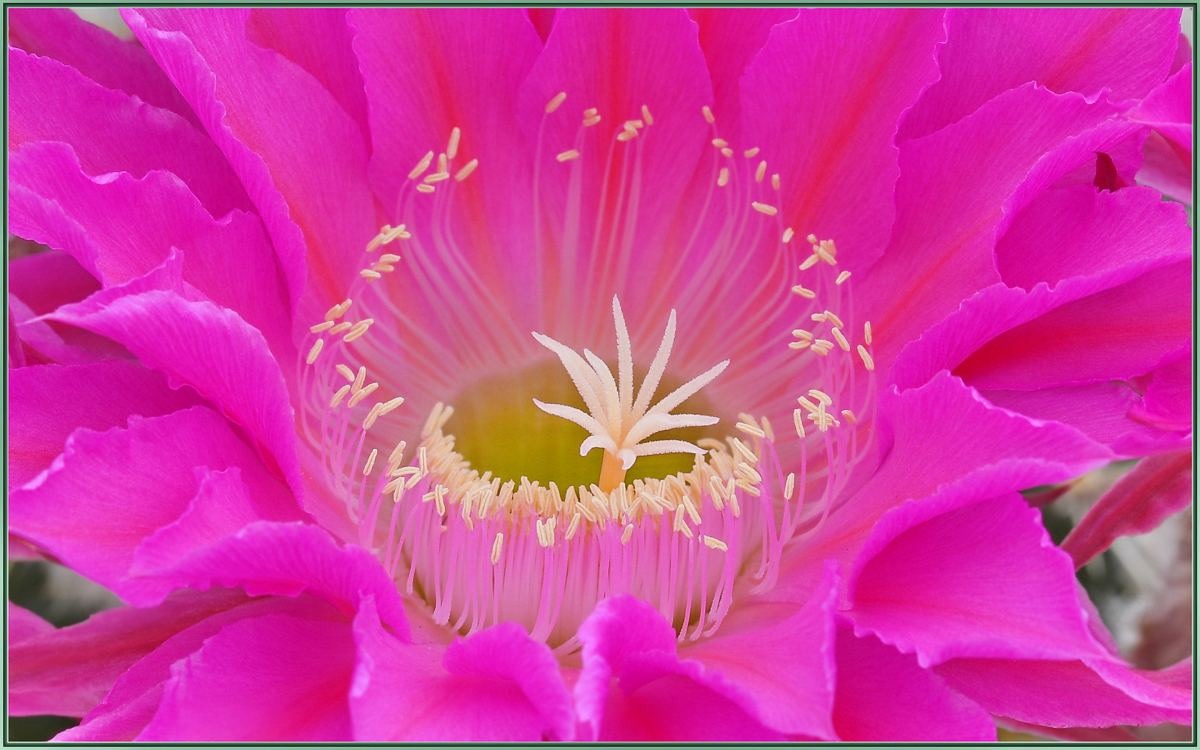 Sigma 105mm F2.8 EX DG OS HSM sample photo. Big pink factor photography