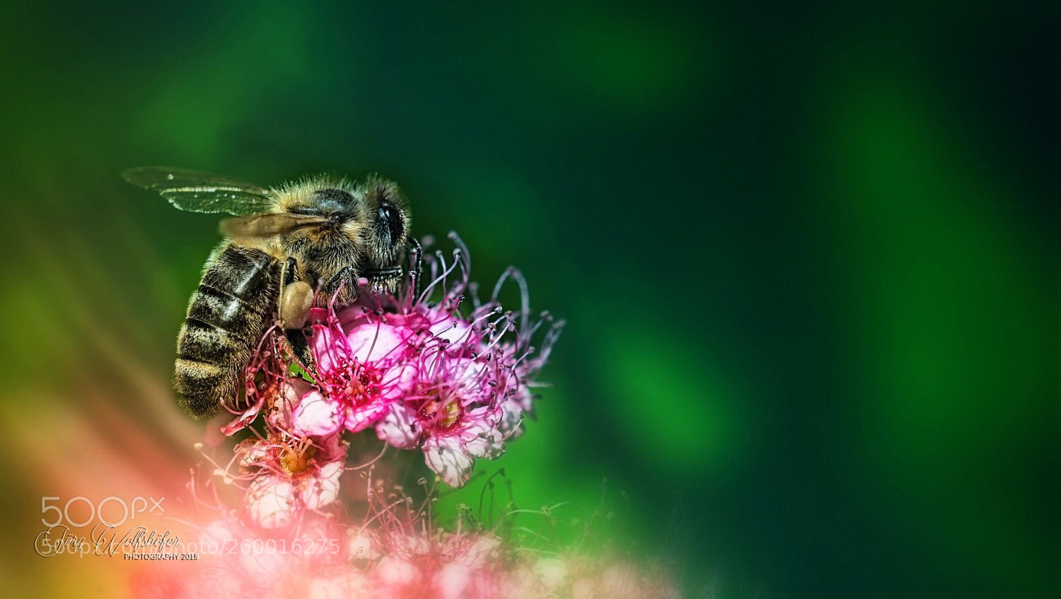 Nikon D5100 sample photo. Bee photography