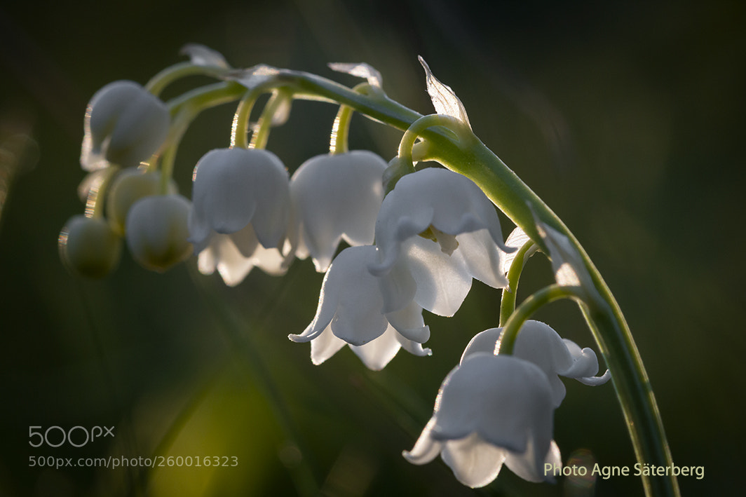 Canon EOS 70D sample photo. Spring in sweden! photography