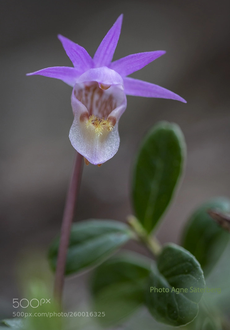 Canon EOS 70D sample photo. Spring in sweden! photography