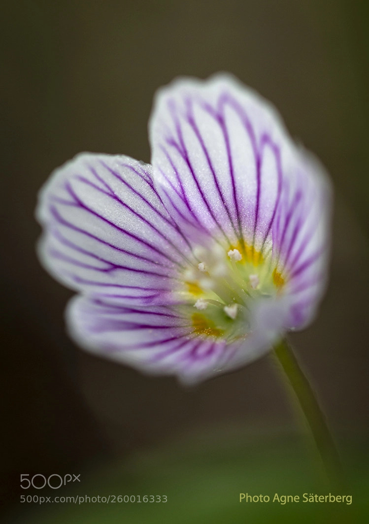 Canon EOS 70D sample photo. Spring in sweden! photography