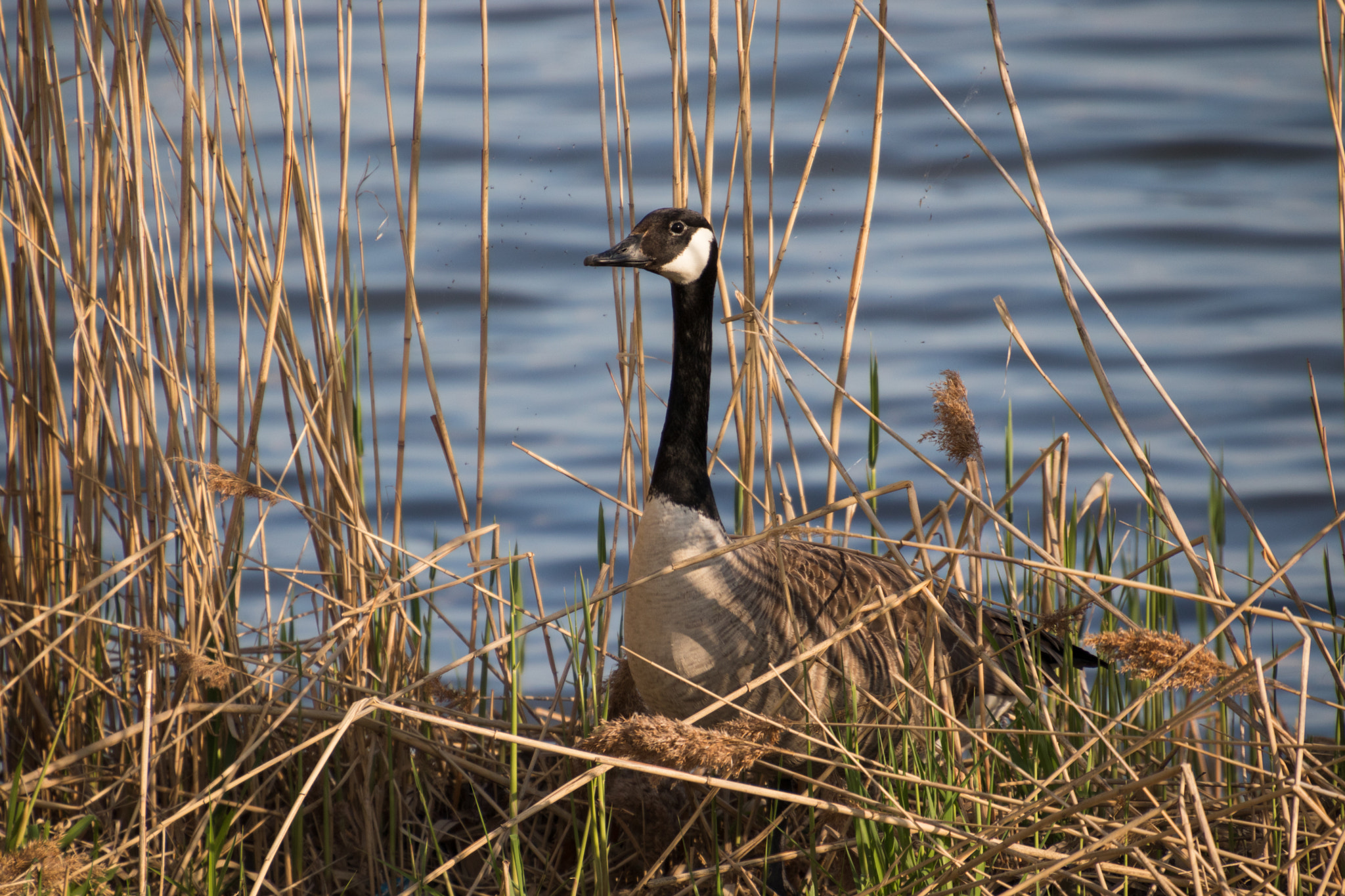 Canon EOS 800D (EOS Rebel T7i / EOS Kiss X9i) sample photo. Goose at onondaga lake park photography