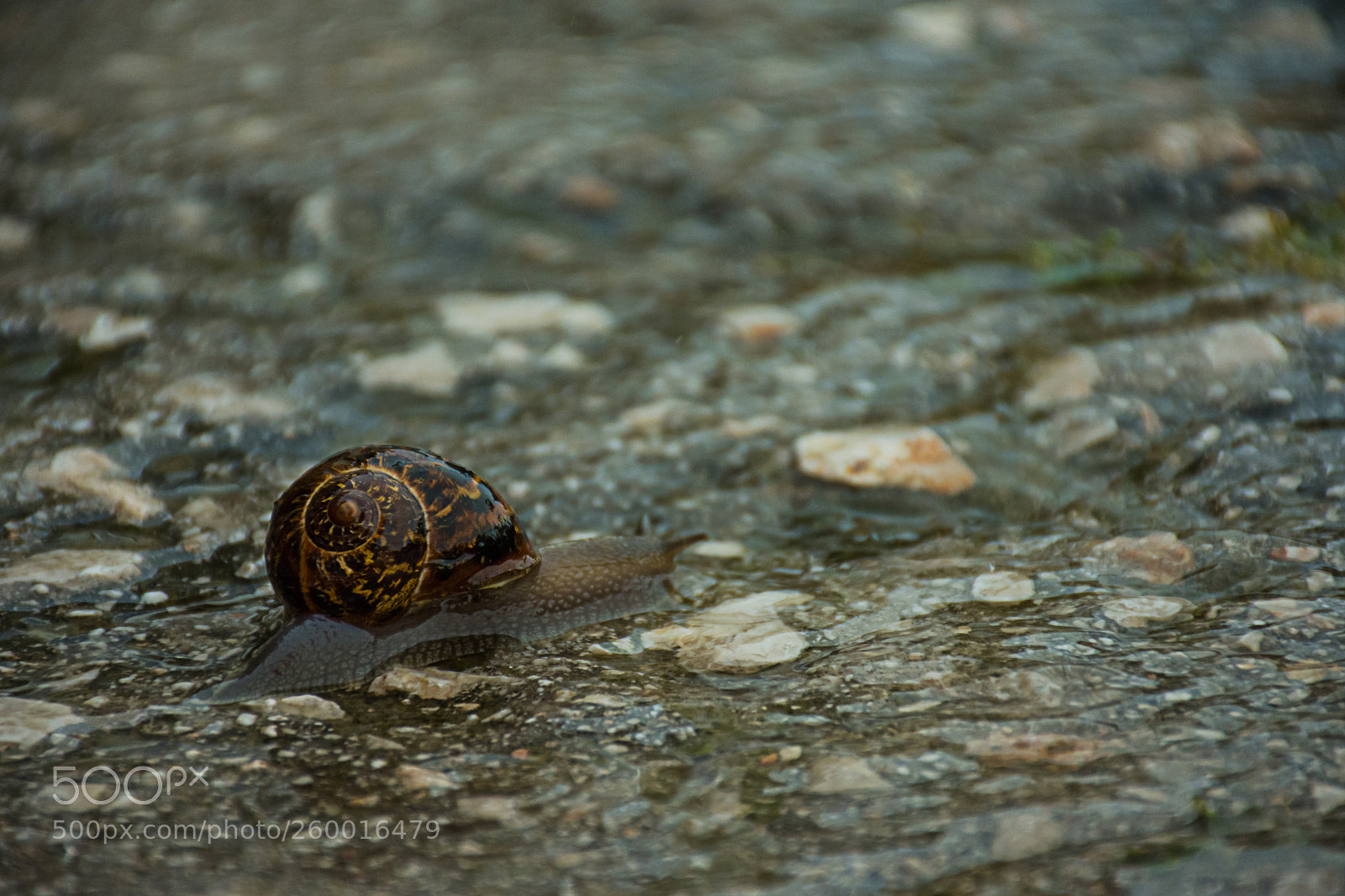 Nikon D7200 sample photo. Snail photography