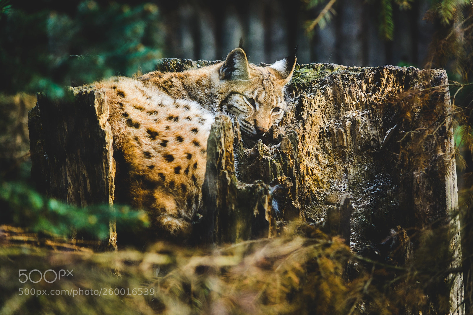 Nikon D7100 sample photo. Lynx photography