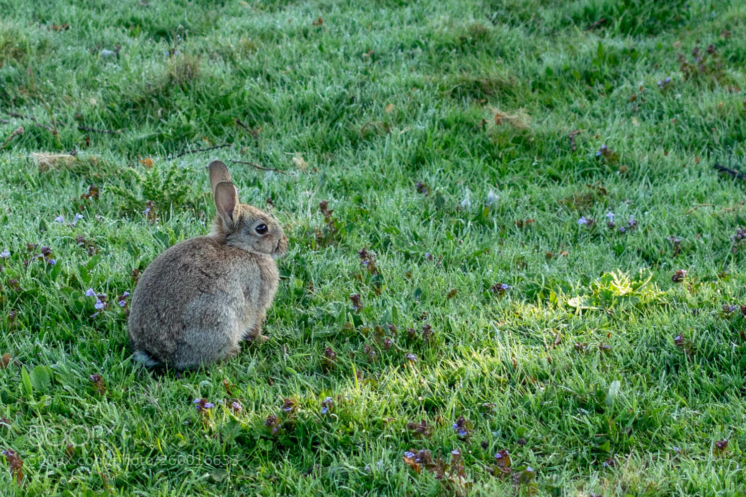 Nikon D5300 sample photo. Wild rabbit photography