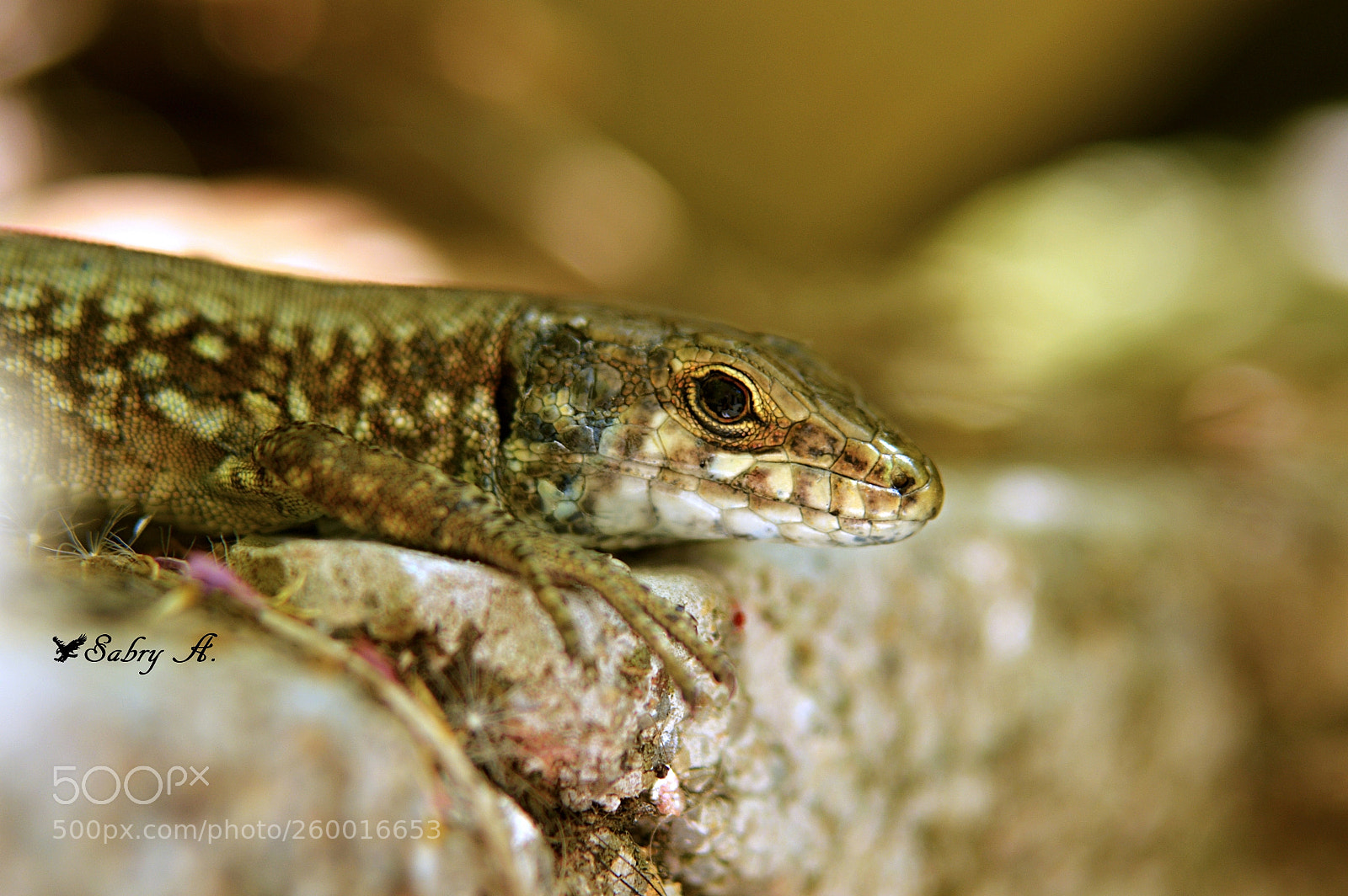 Nikon D3200 sample photo. Lizard photography