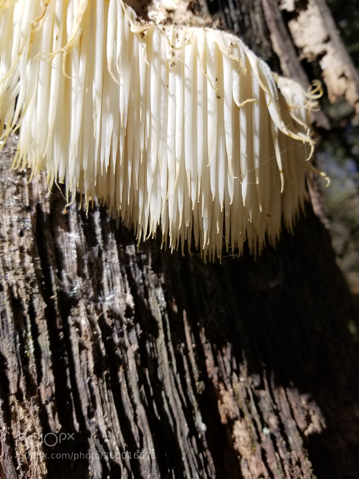 Samsung Galaxy S8 sample photo. Lions mane mushroom photography