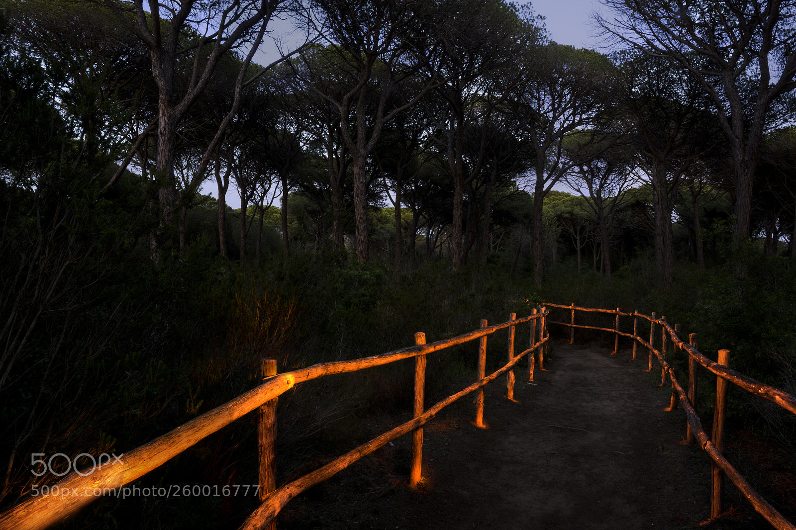 Nikon D7100 sample photo. Di alberesse photography
