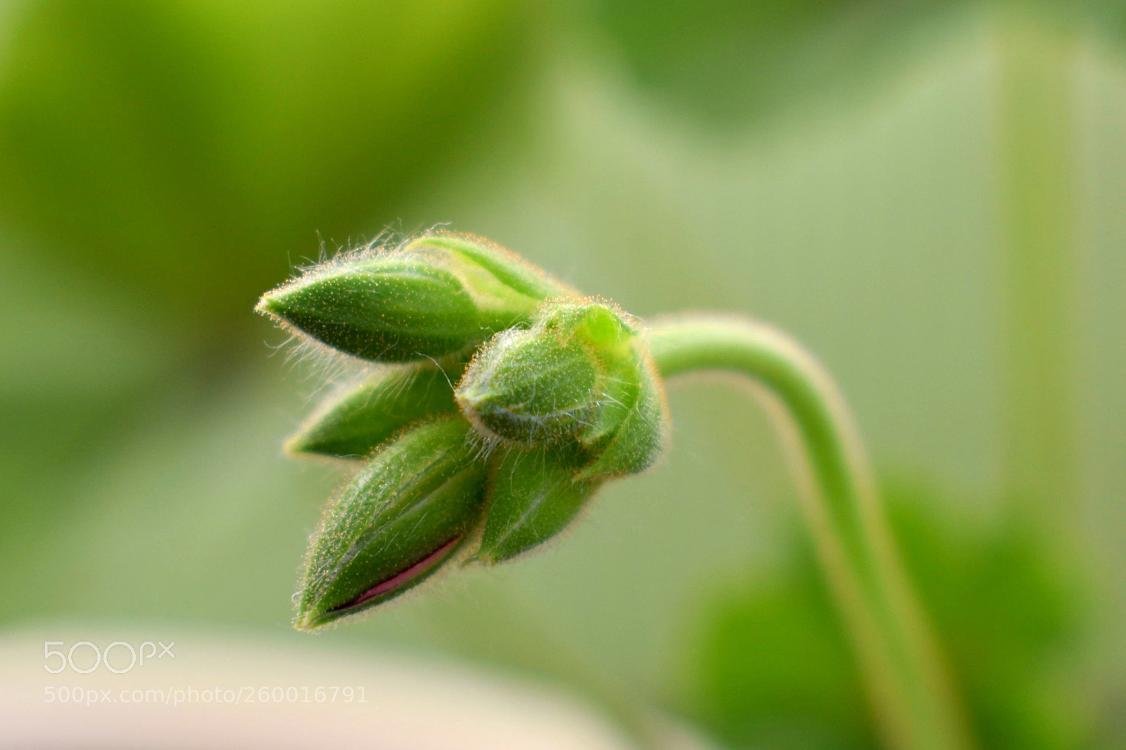 Nikon D3400 sample photo. Geranium photography