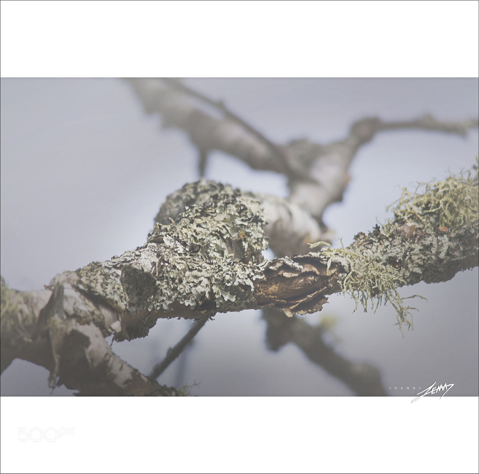 Nikon D3100 sample photo. Lichen photography