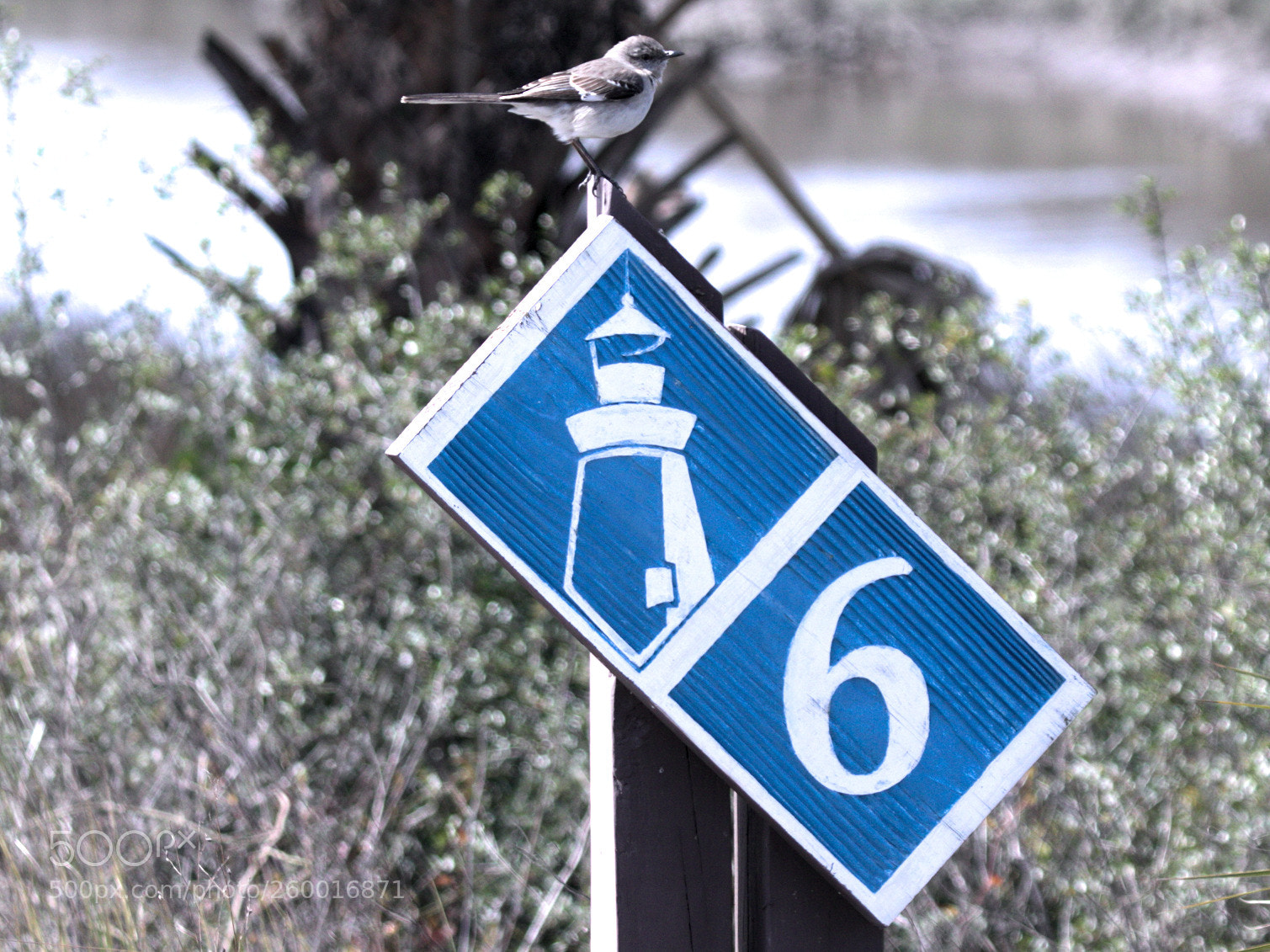 Canon EOS 7D Mark II sample photo. Wa photography