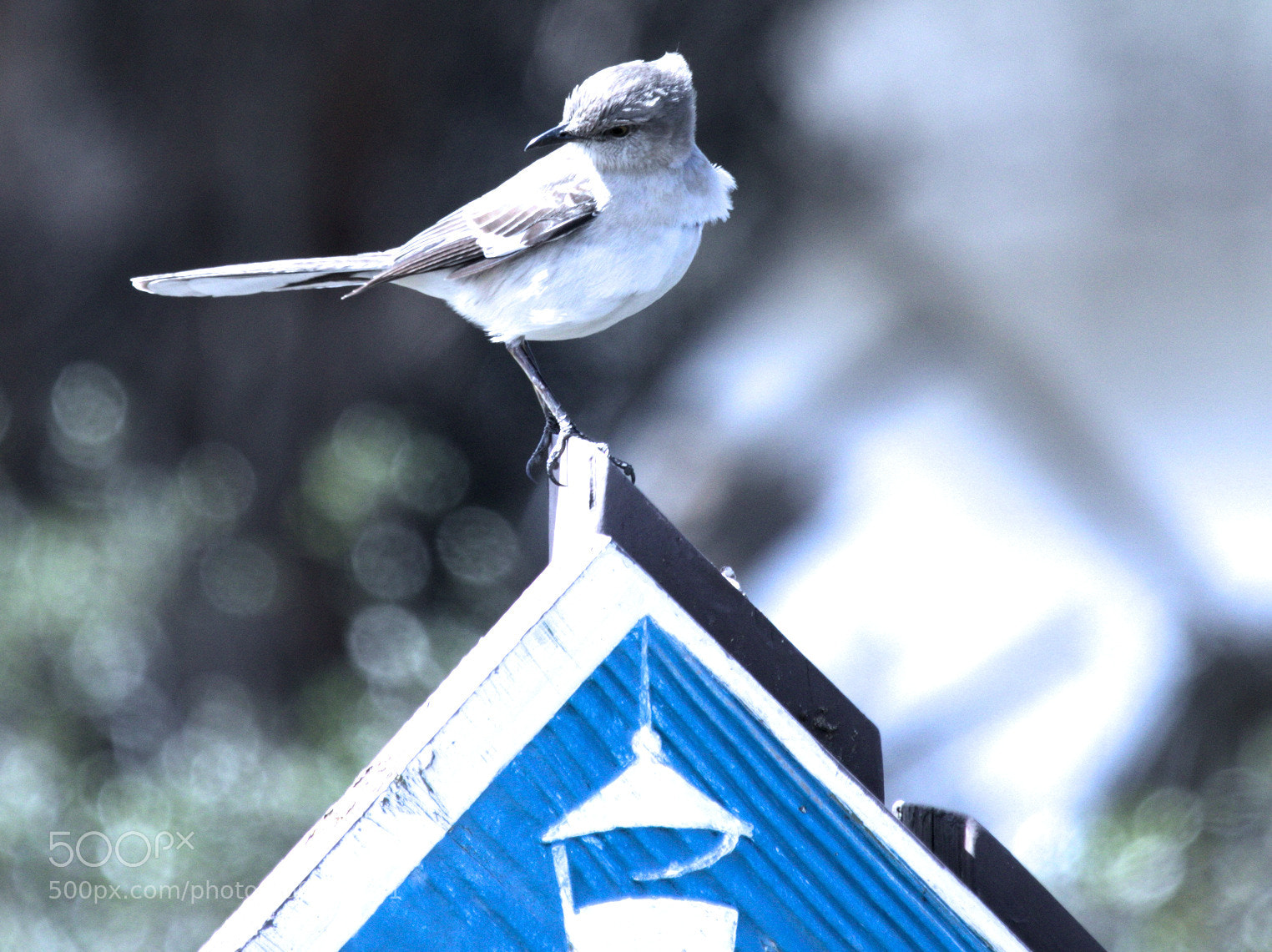 Canon EOS 7D Mark II sample photo. Wa photography