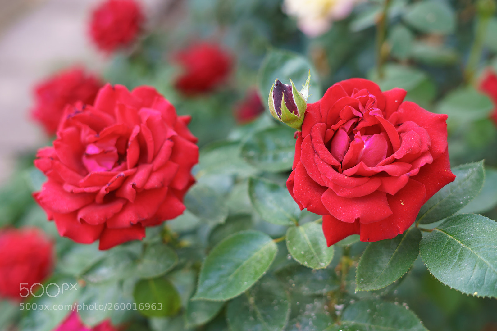 Sony a7 II sample photo. Red roses photography