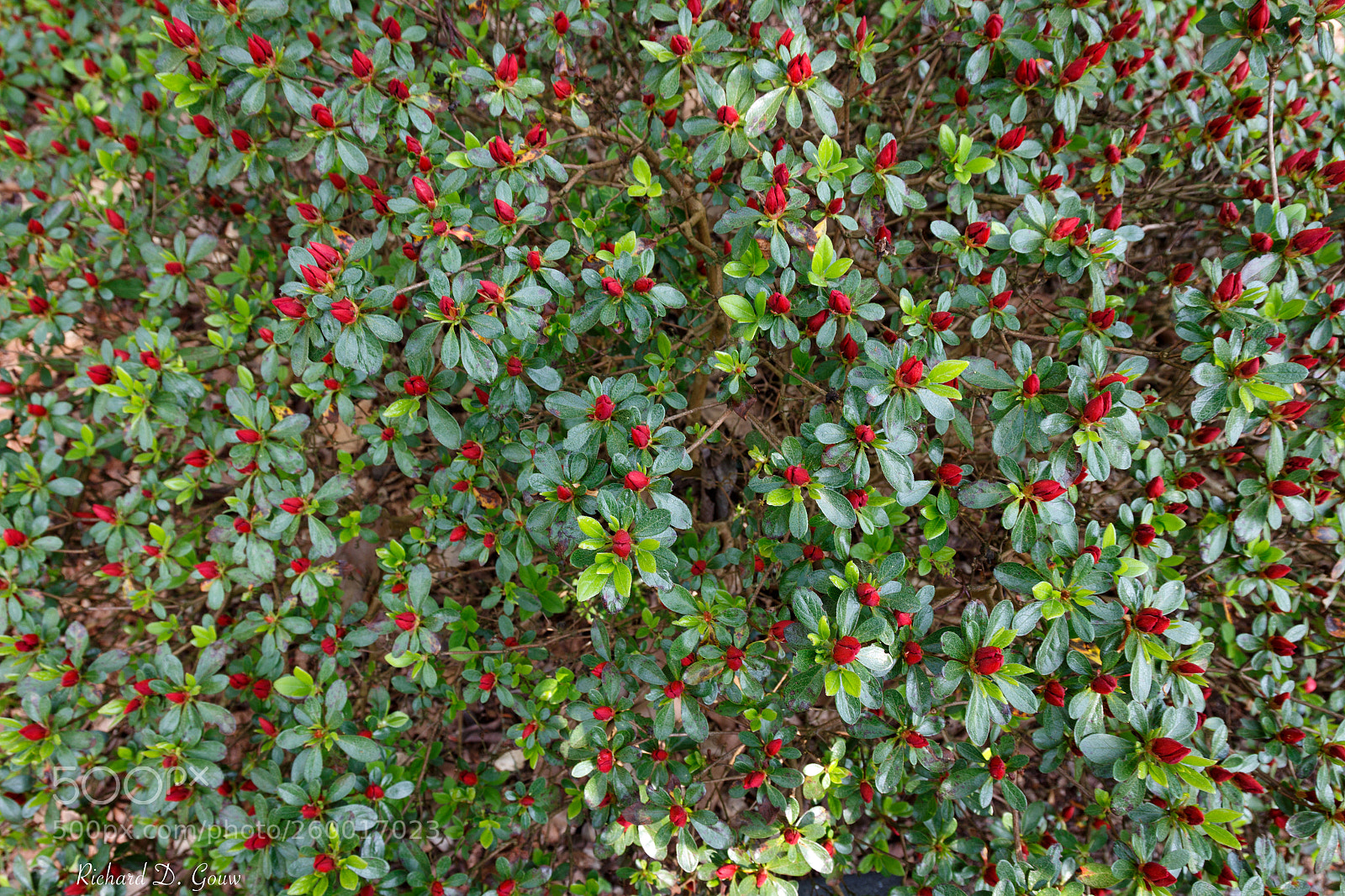 Canon EOS 700D (EOS Rebel T5i / EOS Kiss X7i) sample photo. Arboretum ii photography
