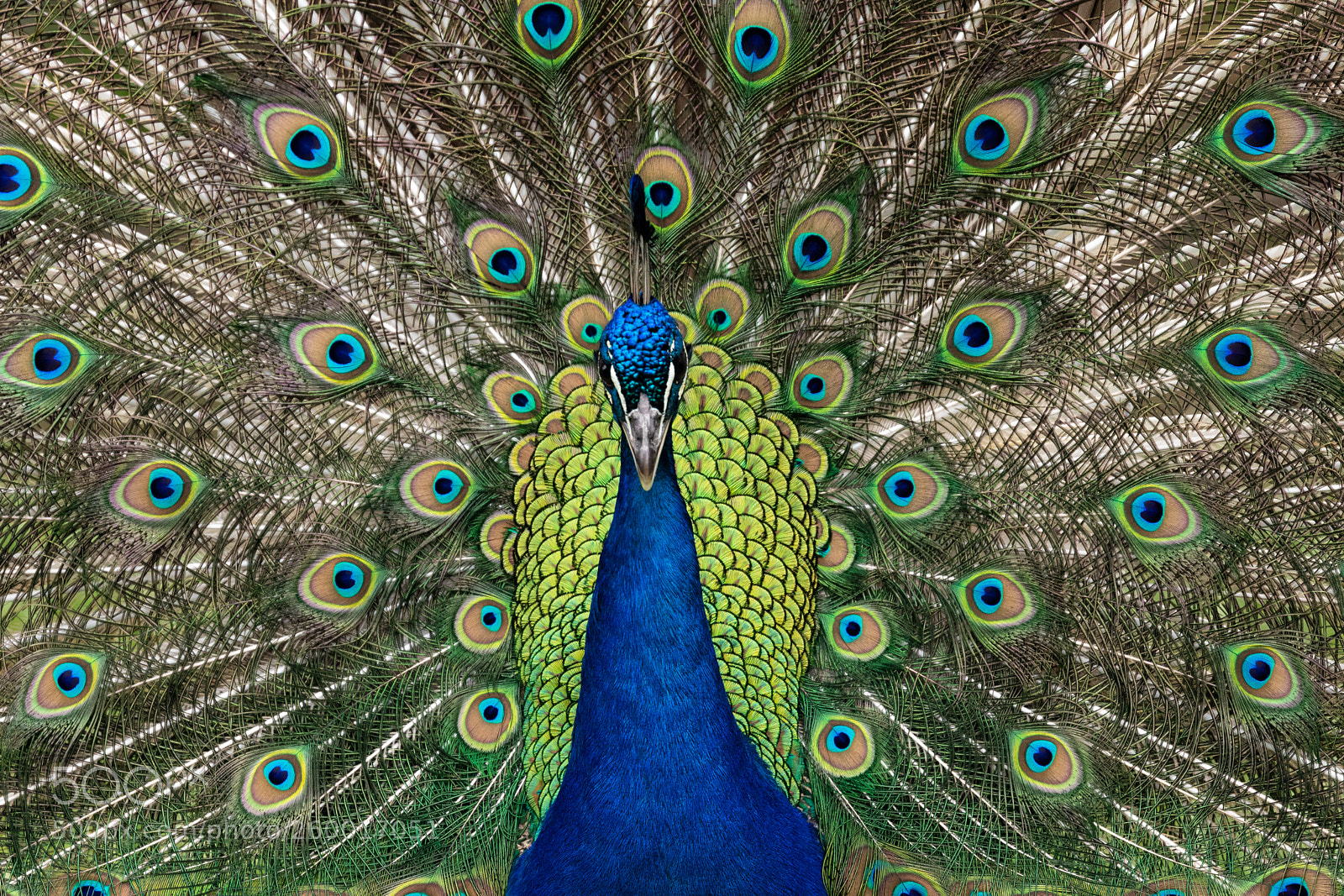 Canon EOS 80D sample photo. Indian peafowl showing his photography