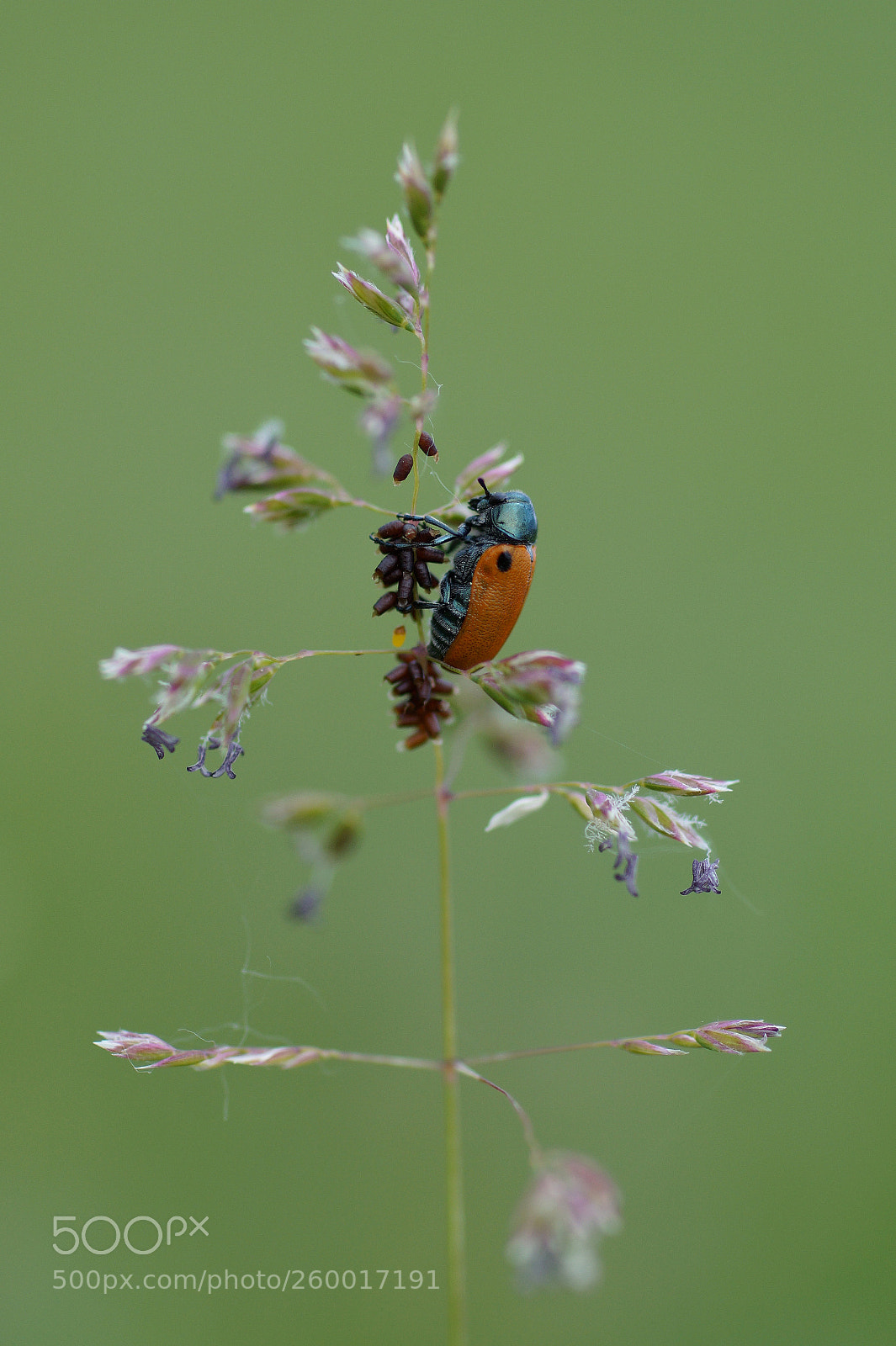 Sony SLT-A58 sample photo. Macro two photography