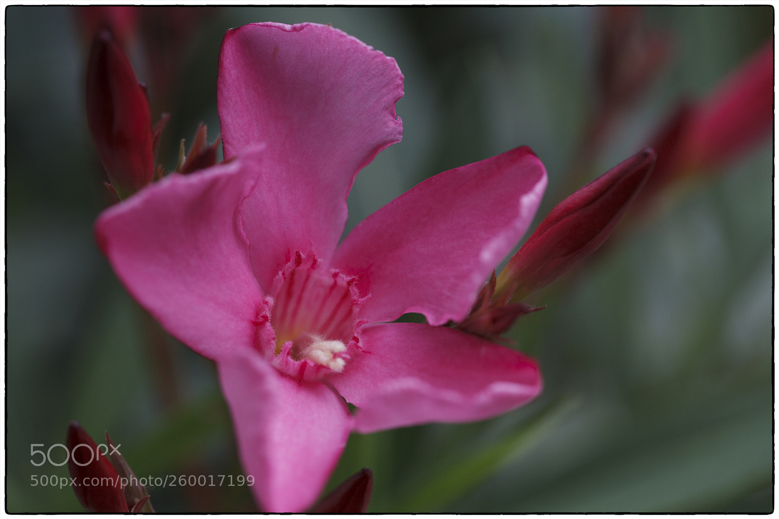 Canon EOS 5D Mark II sample photo. Carla's oleander photography