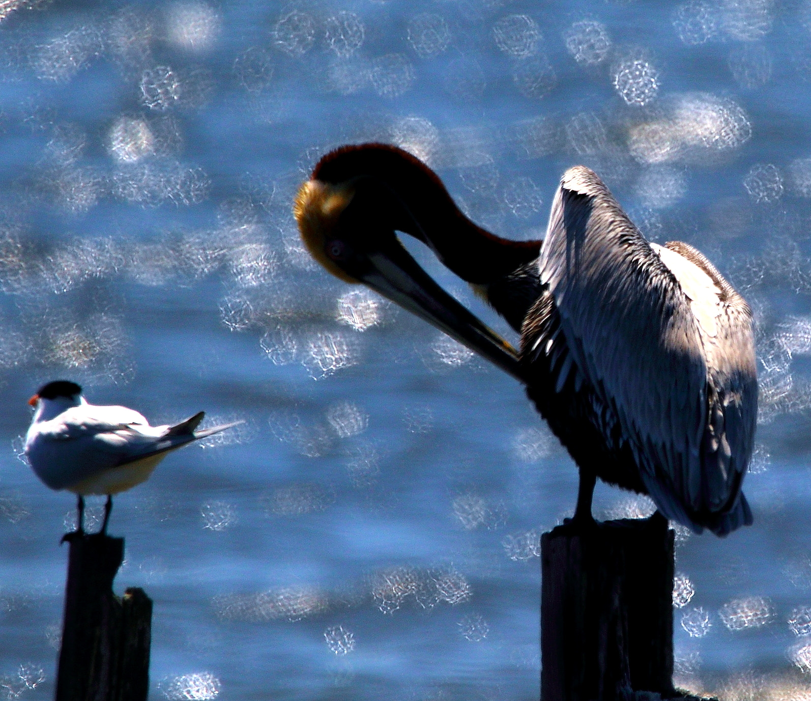 Canon EOS 7D Mark II sample photo. Wa photography