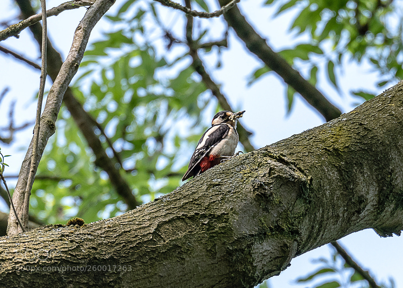 Nikon D850 sample photo. Greater sported woodpecker in photography