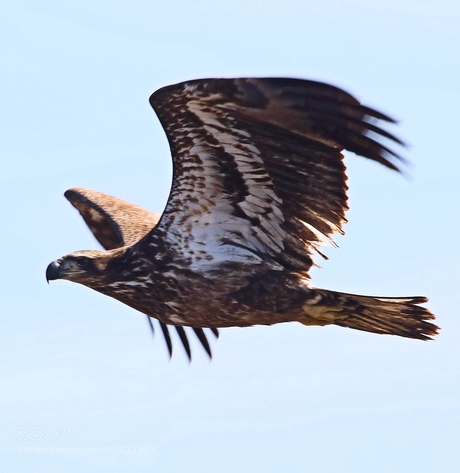 Canon EOS 7D Mark II sample photo. Hawk photography