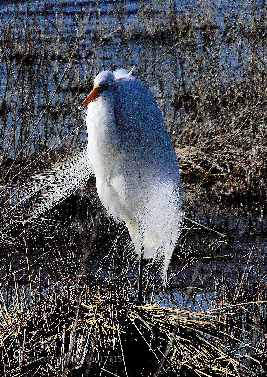 Canon EOS 7D Mark II sample photo. Heron photography