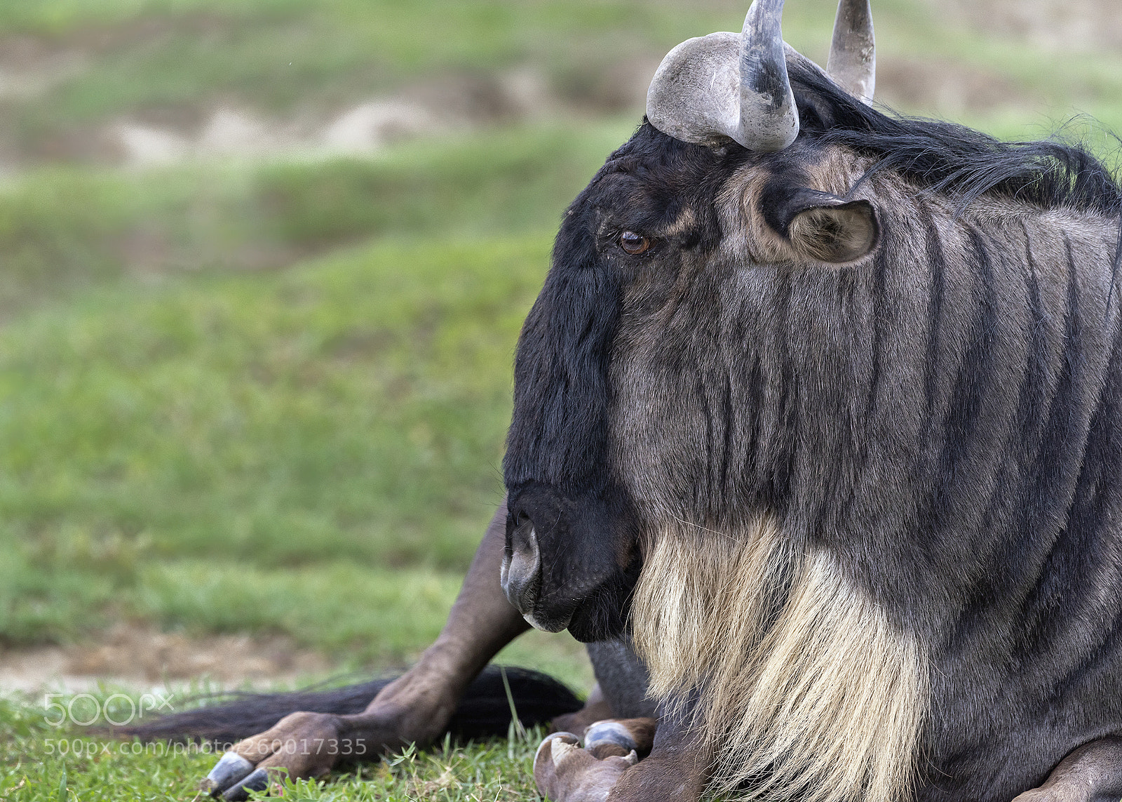Nikon D810 sample photo. Portrait of a reclining photography