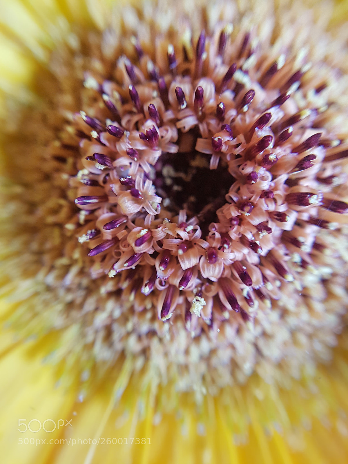 Samsung Galaxy S7 Edge sample photo. Macro photography photography