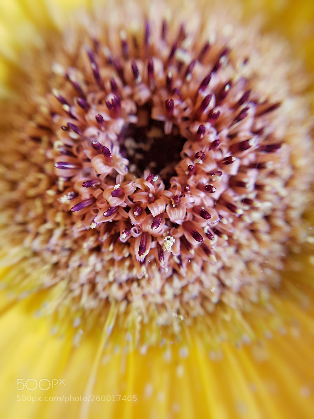 Samsung Galaxy S7 Edge sample photo. Macro photography photography