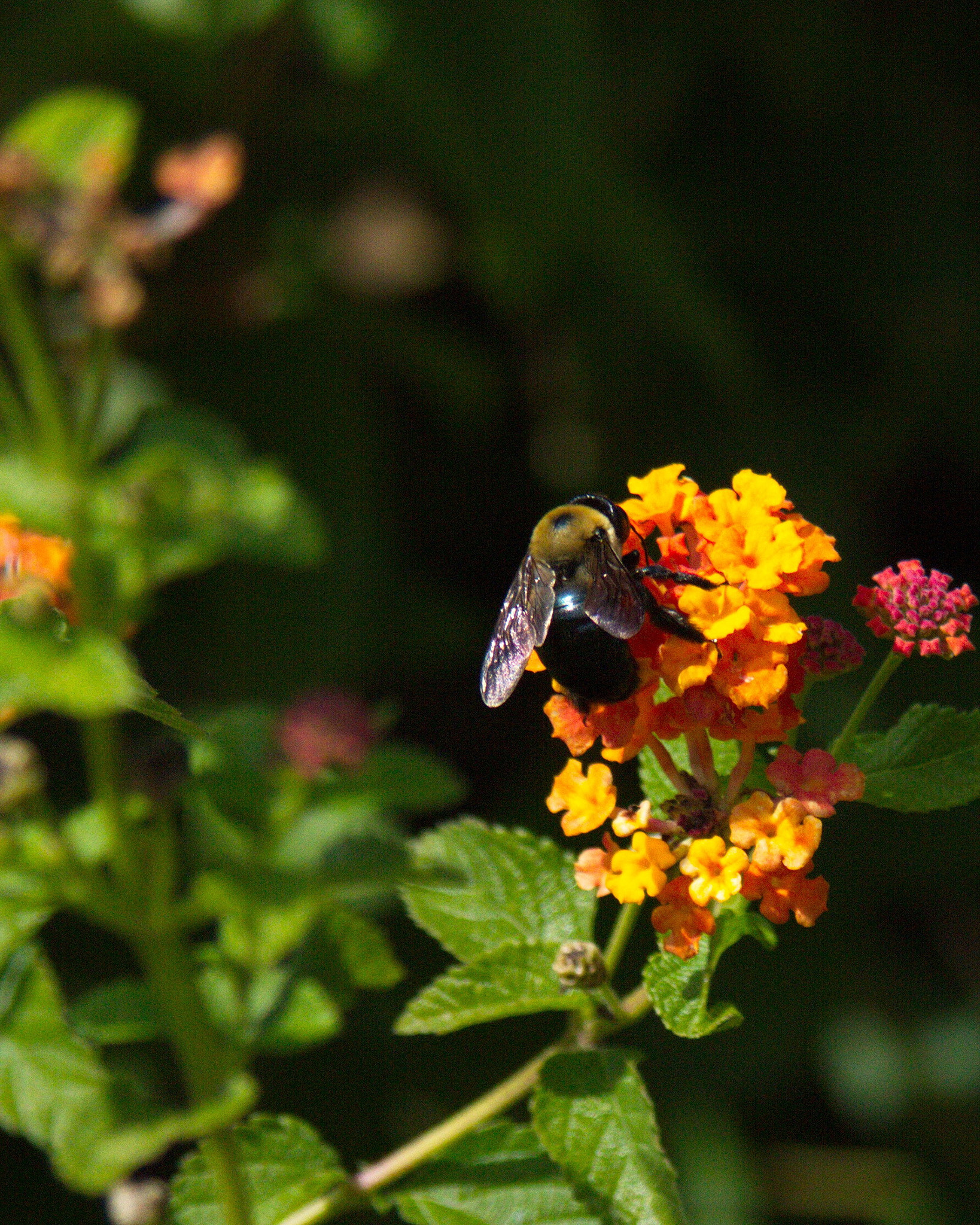Canon EOS 550D (EOS Rebel T2i / EOS Kiss X4) sample photo. Acdsee x photography