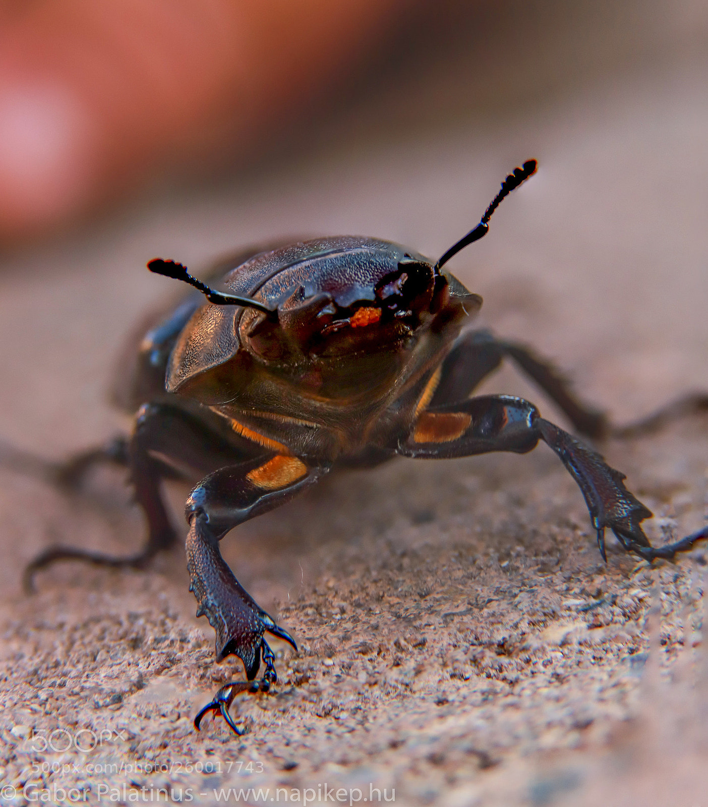 Canon EOS 6D Mark II sample photo. Stag beetle photography