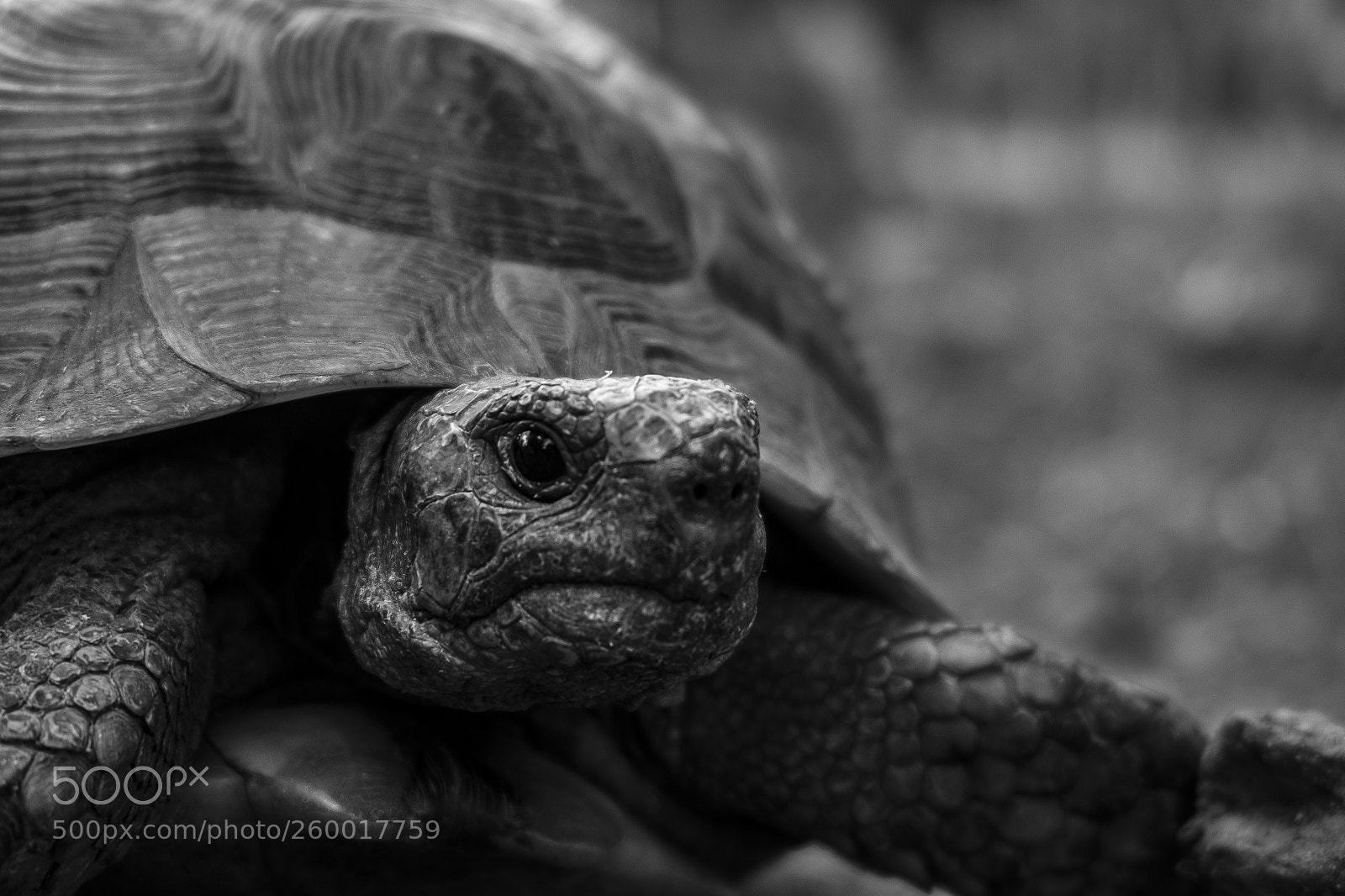 Fujifilm X-T10 sample photo. Testudo hermanni hercegovinensis photography