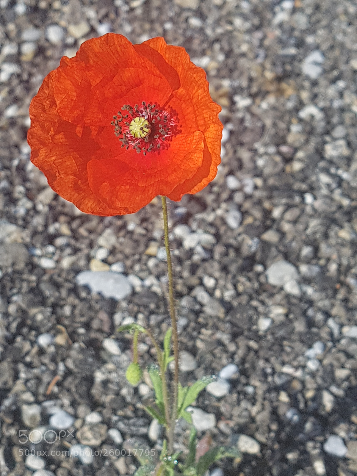 Samsung Galaxy S7 sample photo. Untitled photography