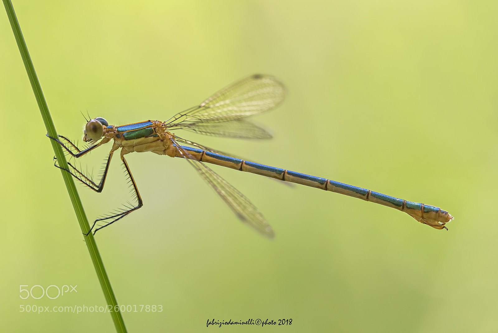 Canon EOS 7D Mark II sample photo. Common spreadwing photography