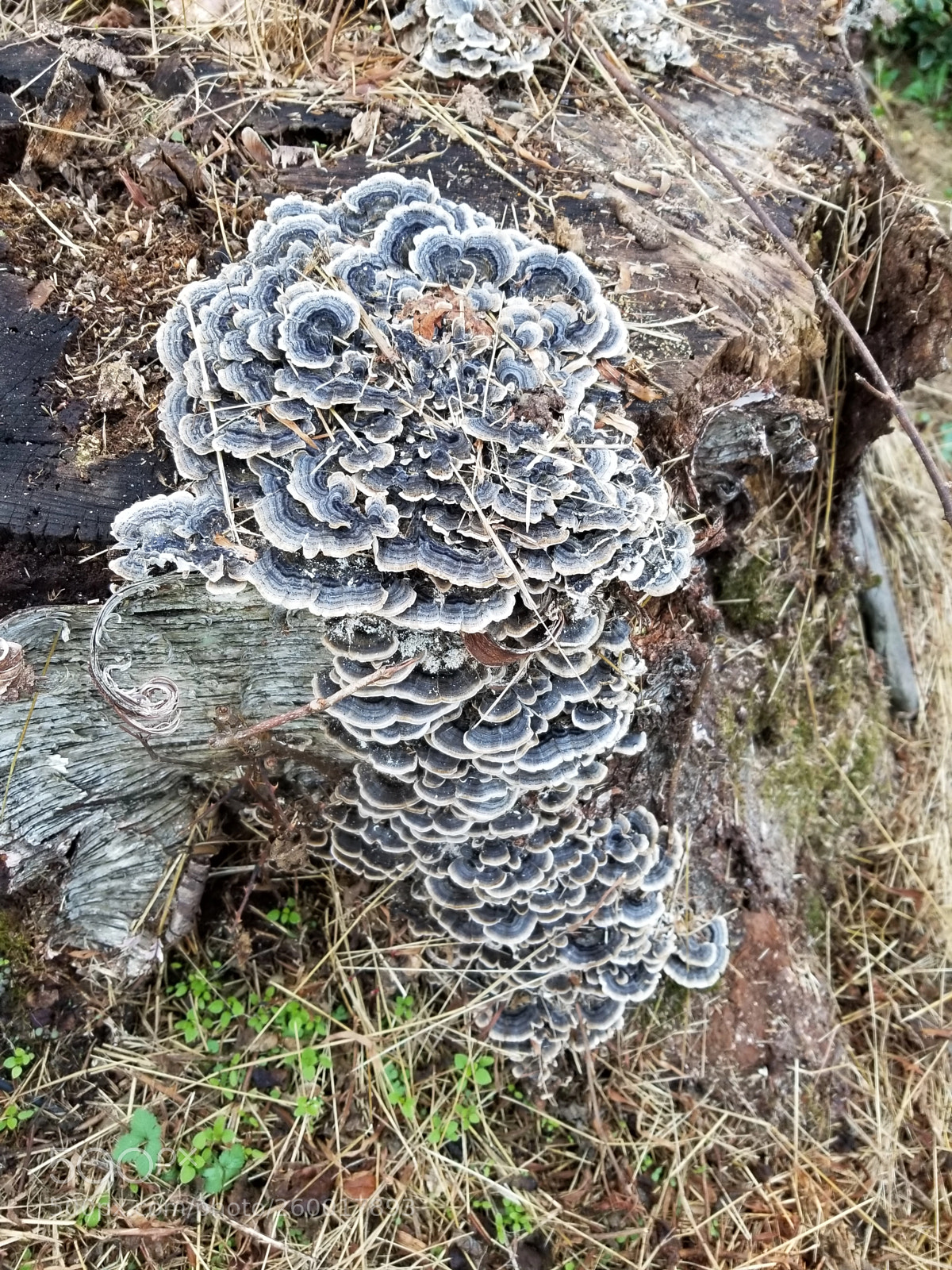 Samsung Galaxy S8 sample photo. Turkey tail mushroom photography