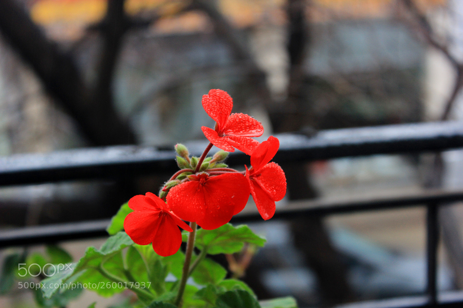 Canon EOS 600D (Rebel EOS T3i / EOS Kiss X5) sample photo. Untitled photography