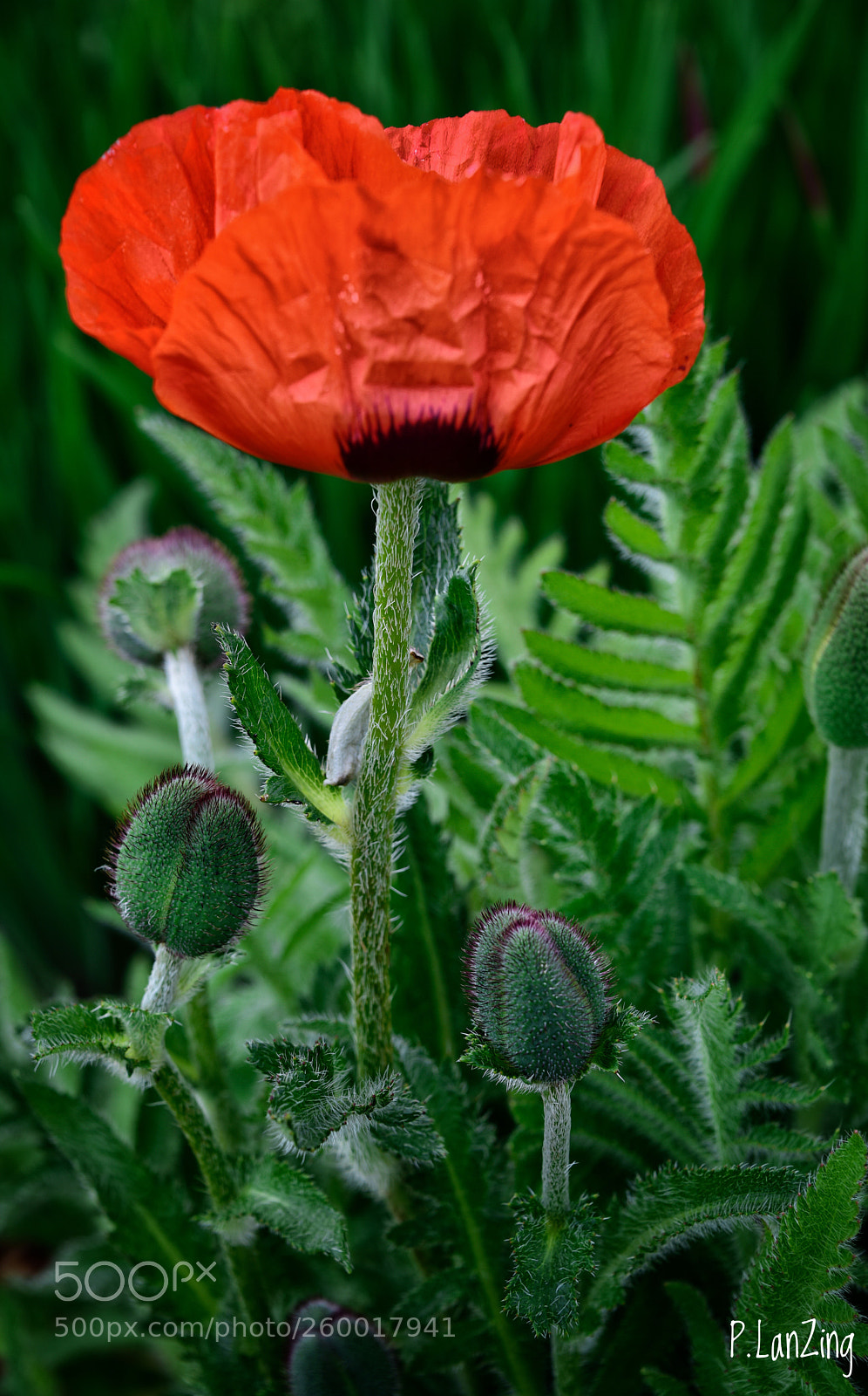 Nikon D810 sample photo. Bright poppy photography