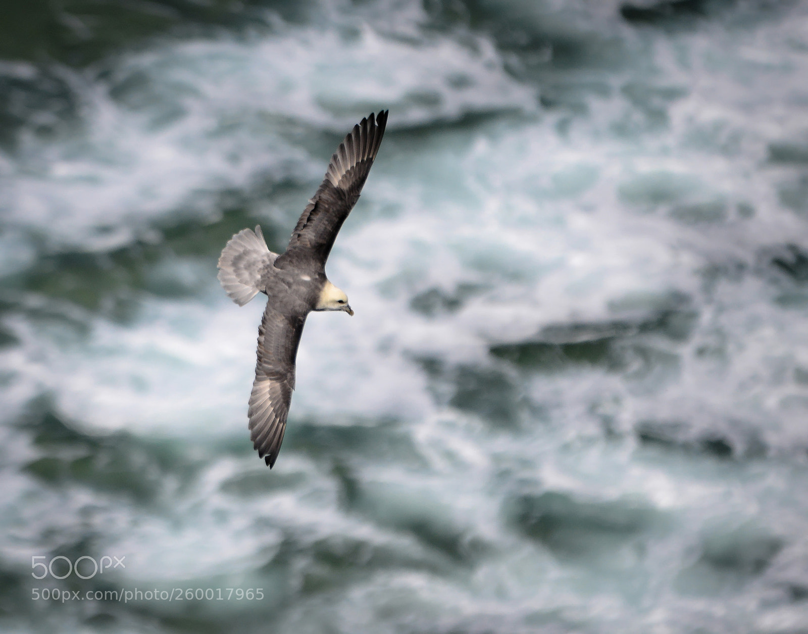 Nikon D800 sample photo. Soaring above the waves photography