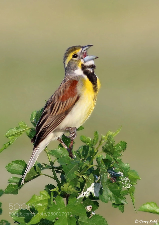 Canon EOS 70D sample photo. Dickcissel in song photography