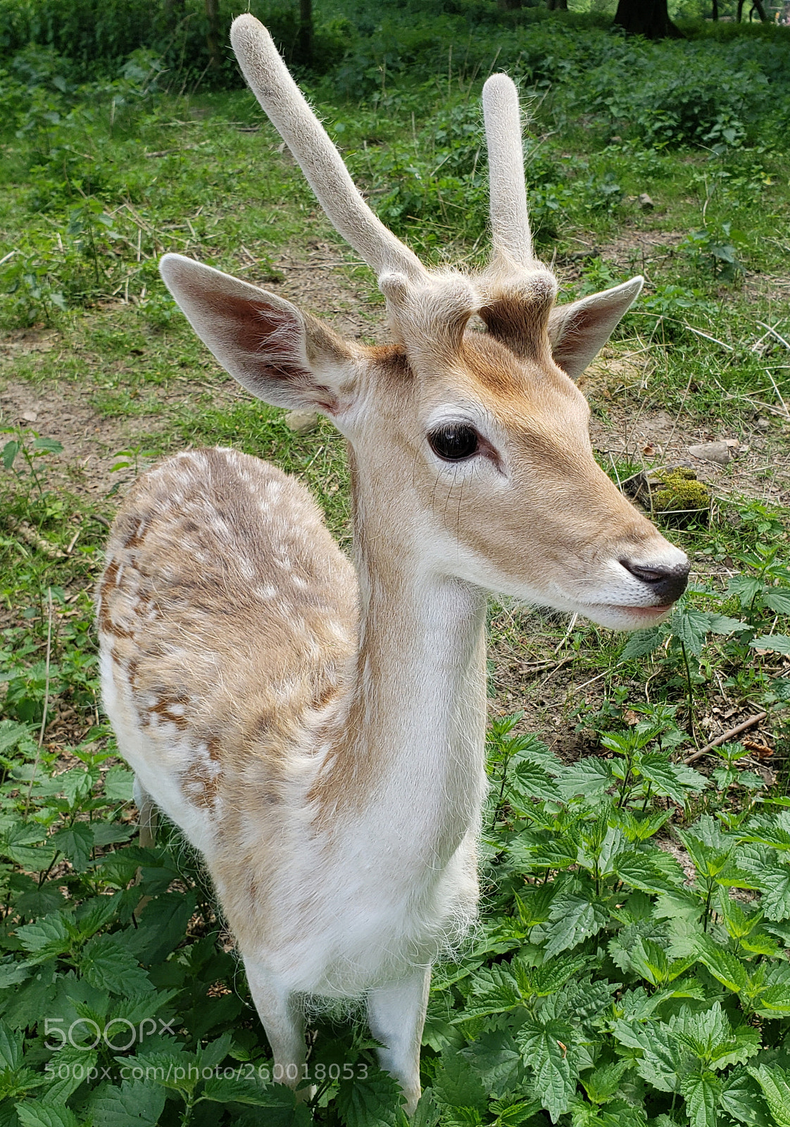 Samsung Galaxy S9+ sample photo. Fawn photography