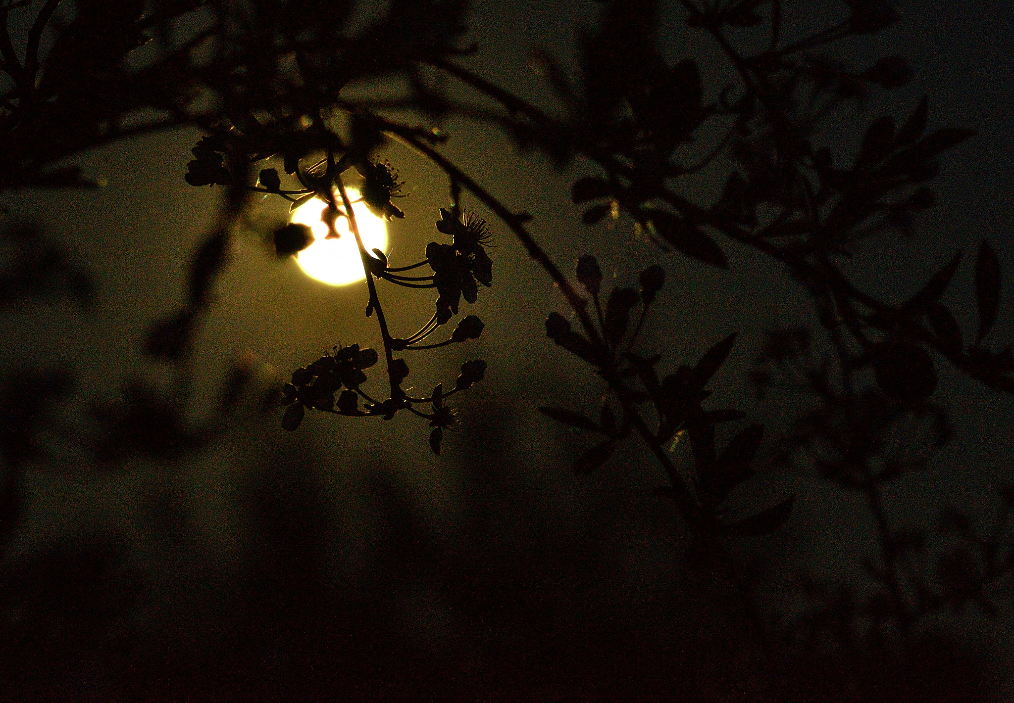 Nikon D7000 sample photo. It's midnight. full moon. Полночь. Полнолуние. photography