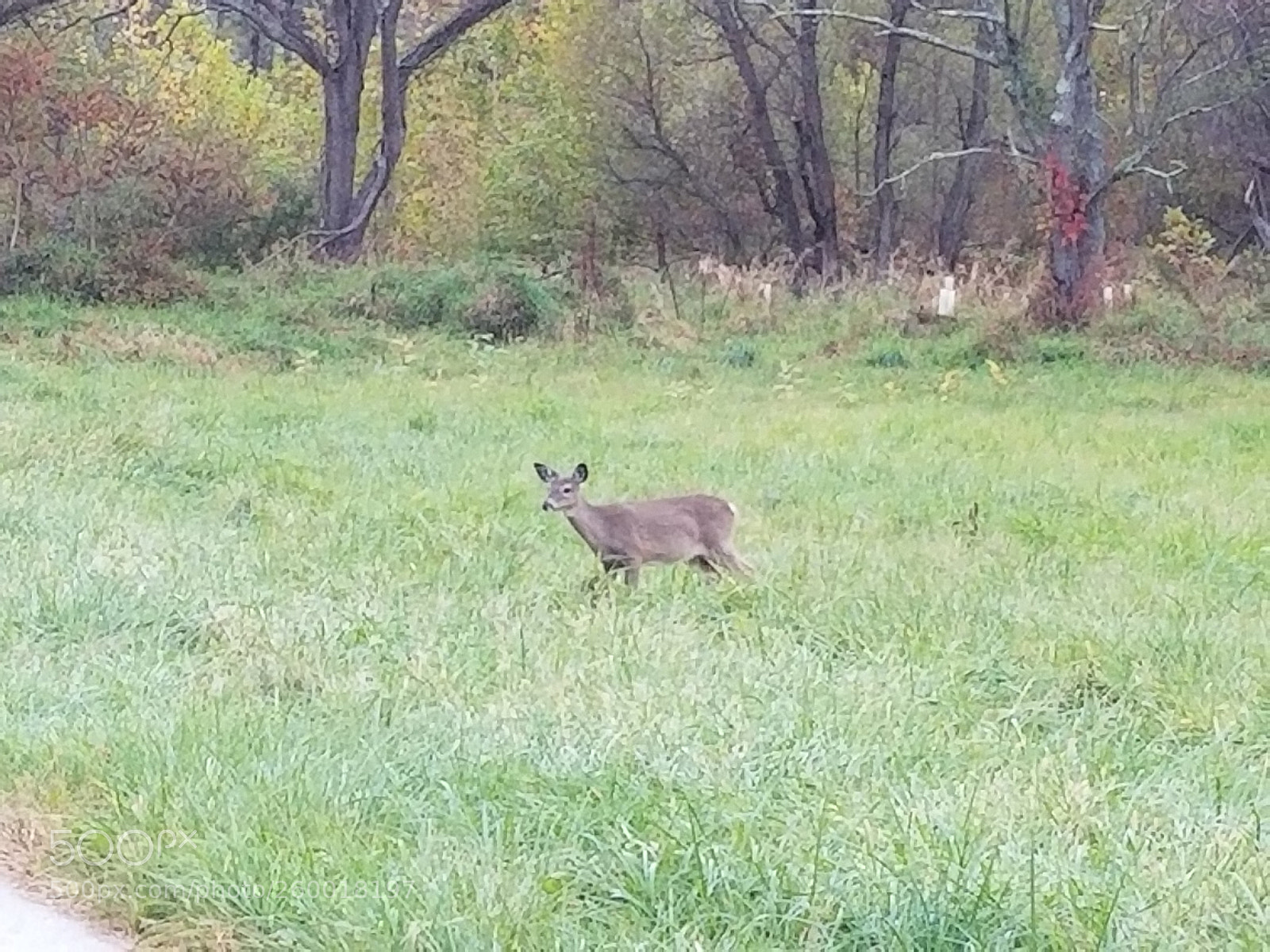 Samsung Galaxy S8 sample photo. Small deer in meadow photography