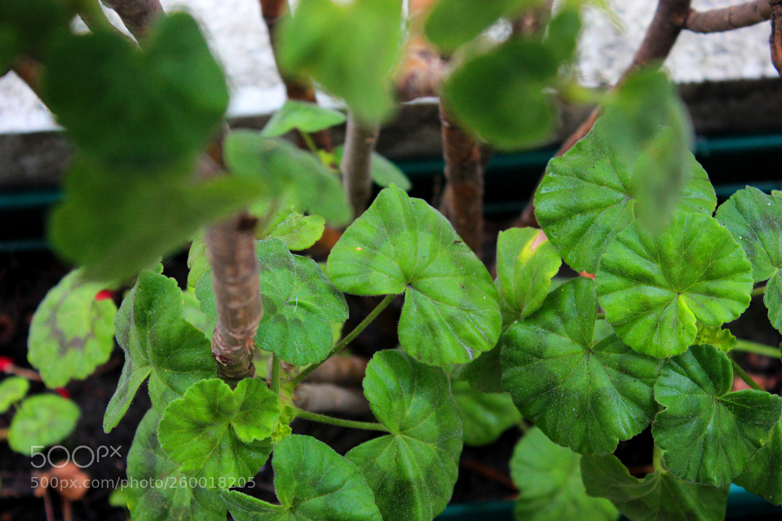 Canon EOS 600D (Rebel EOS T3i / EOS Kiss X5) sample photo. Untitled photography