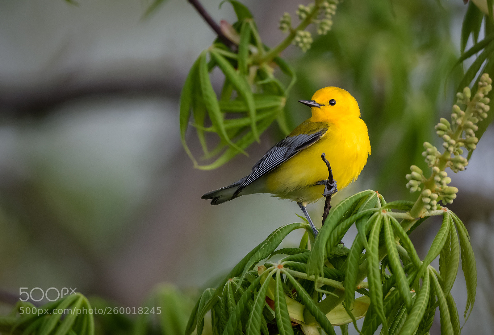 Nikon D850 sample photo. Prothonotary warbler photography
