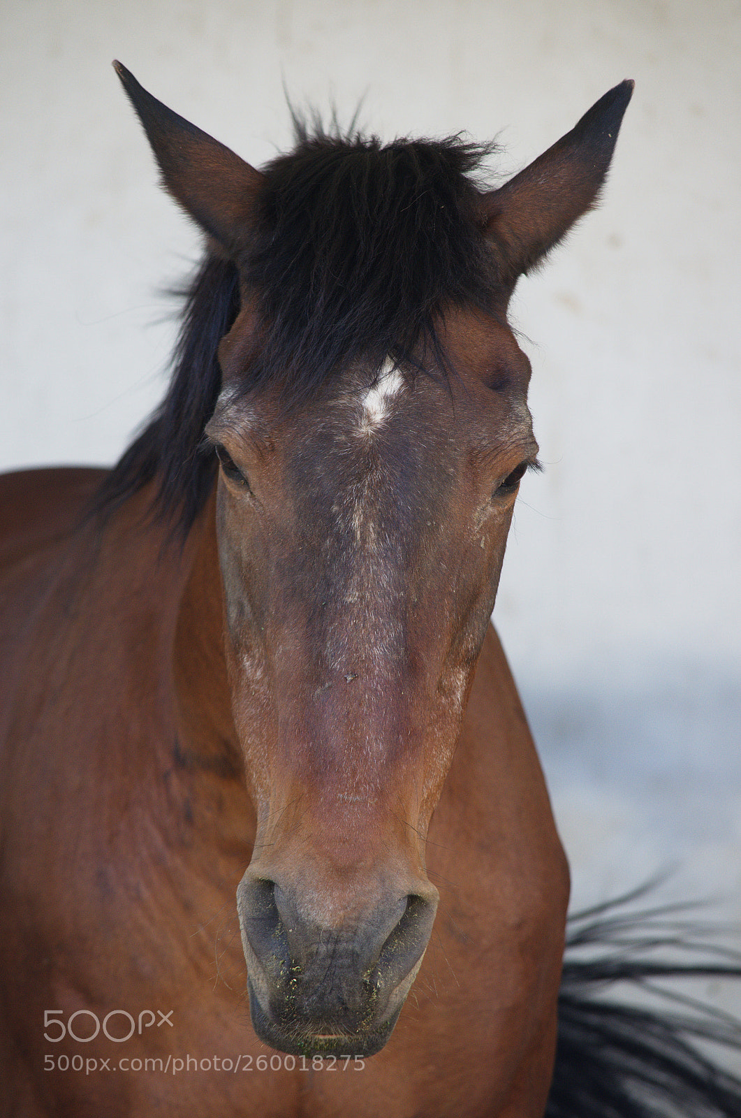Nikon D5100 sample photo. Majestic photography