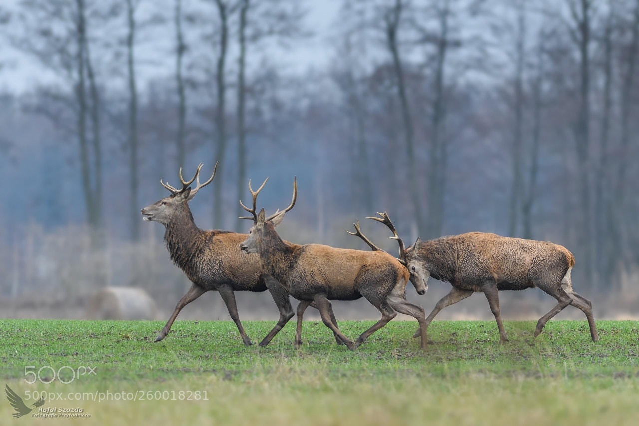 Nikon D500 sample photo. Jele szlachetny, red deer photography