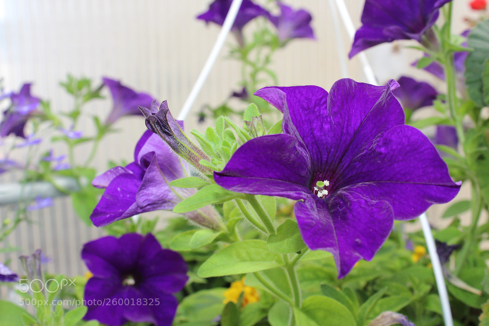 Canon EOS 1200D (EOS Rebel T5 / EOS Kiss X70 / EOS Hi) sample photo. Substitute for class critique photography