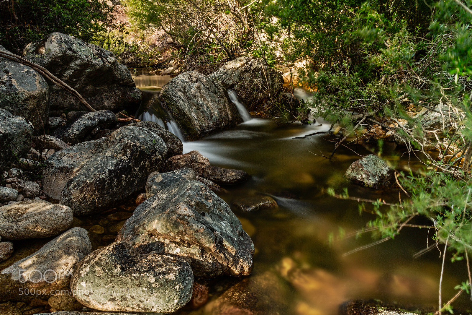Canon EOS 7D sample photo. Swallowed by nature photography