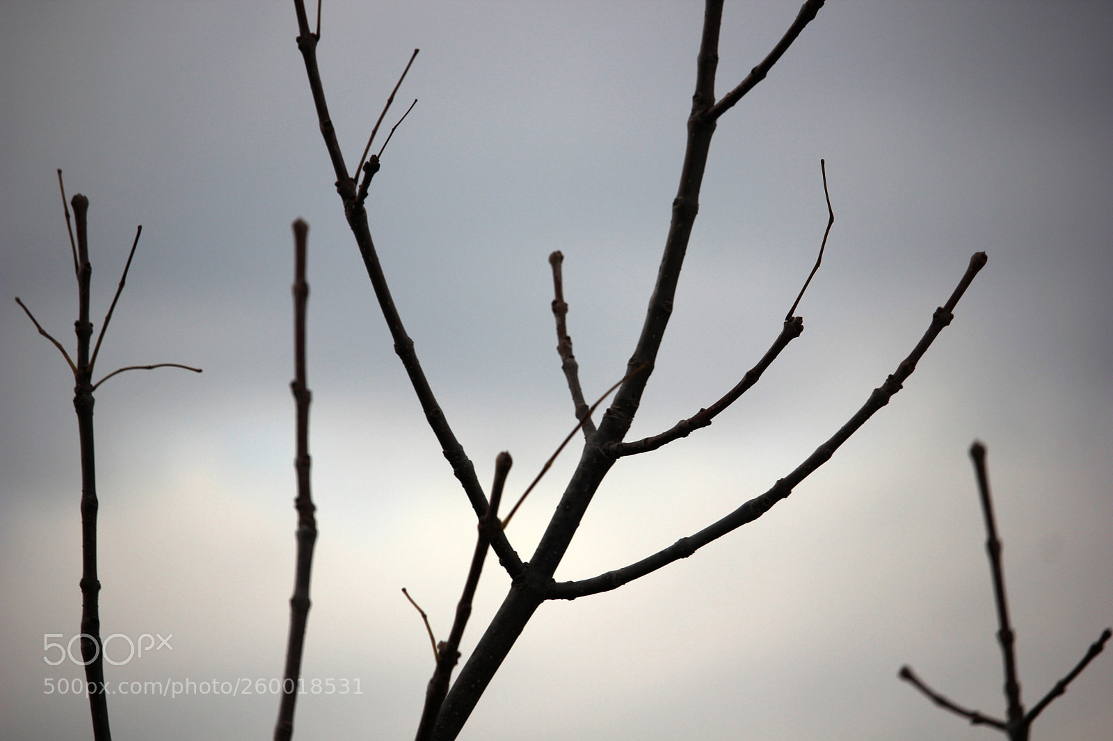 Canon EOS 600D (Rebel EOS T3i / EOS Kiss X5) sample photo. Untitled photography