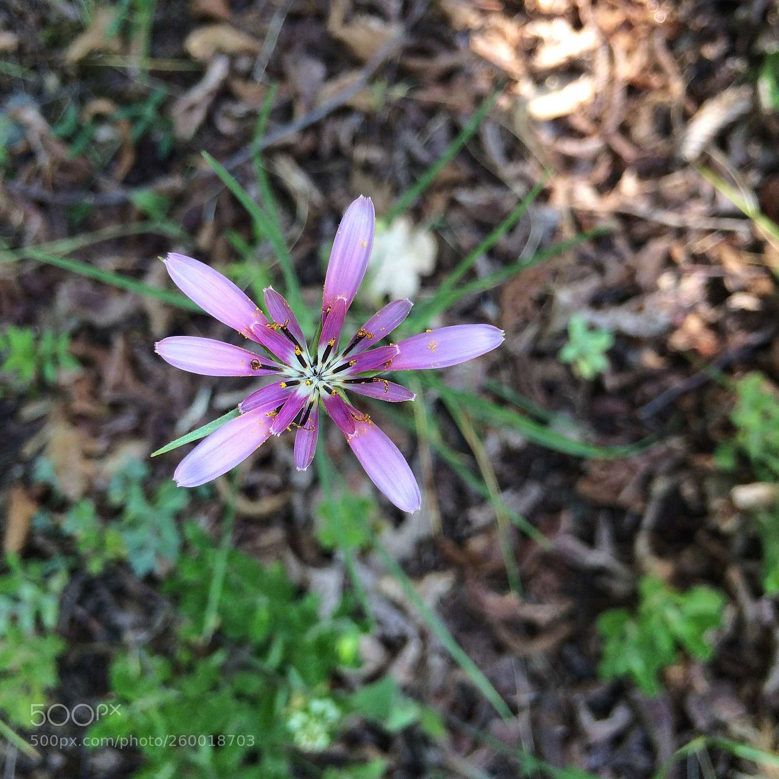 Apple iPhone 5s sample photo. Flower nofilter photography